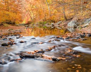 A creek flows slowly through an autumn forest.