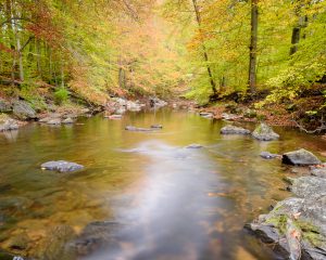 Autumn colors surround a creek.