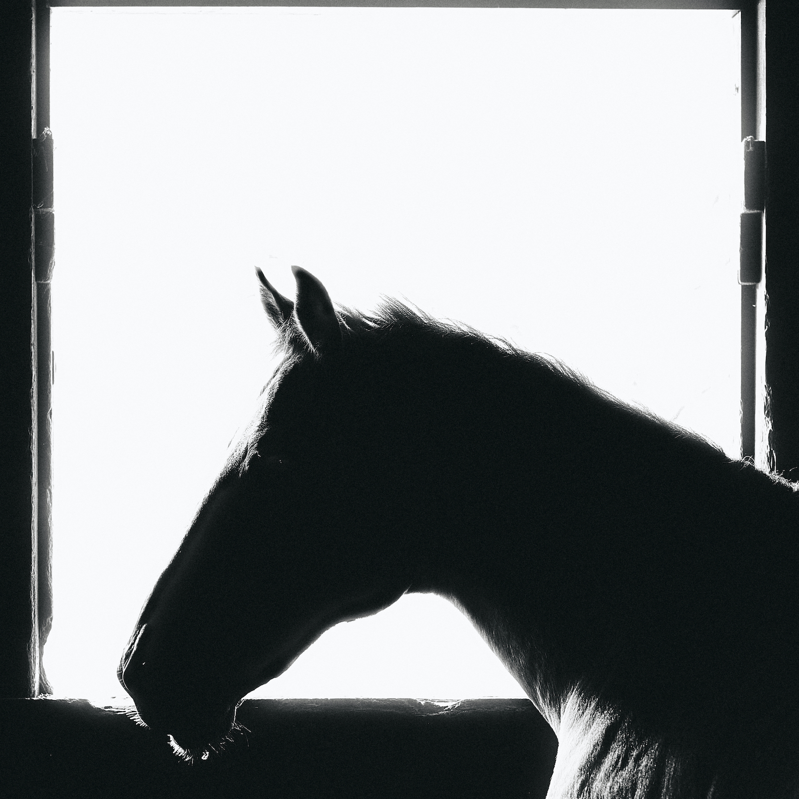 Silhouette of a horse at Ashford Farms.