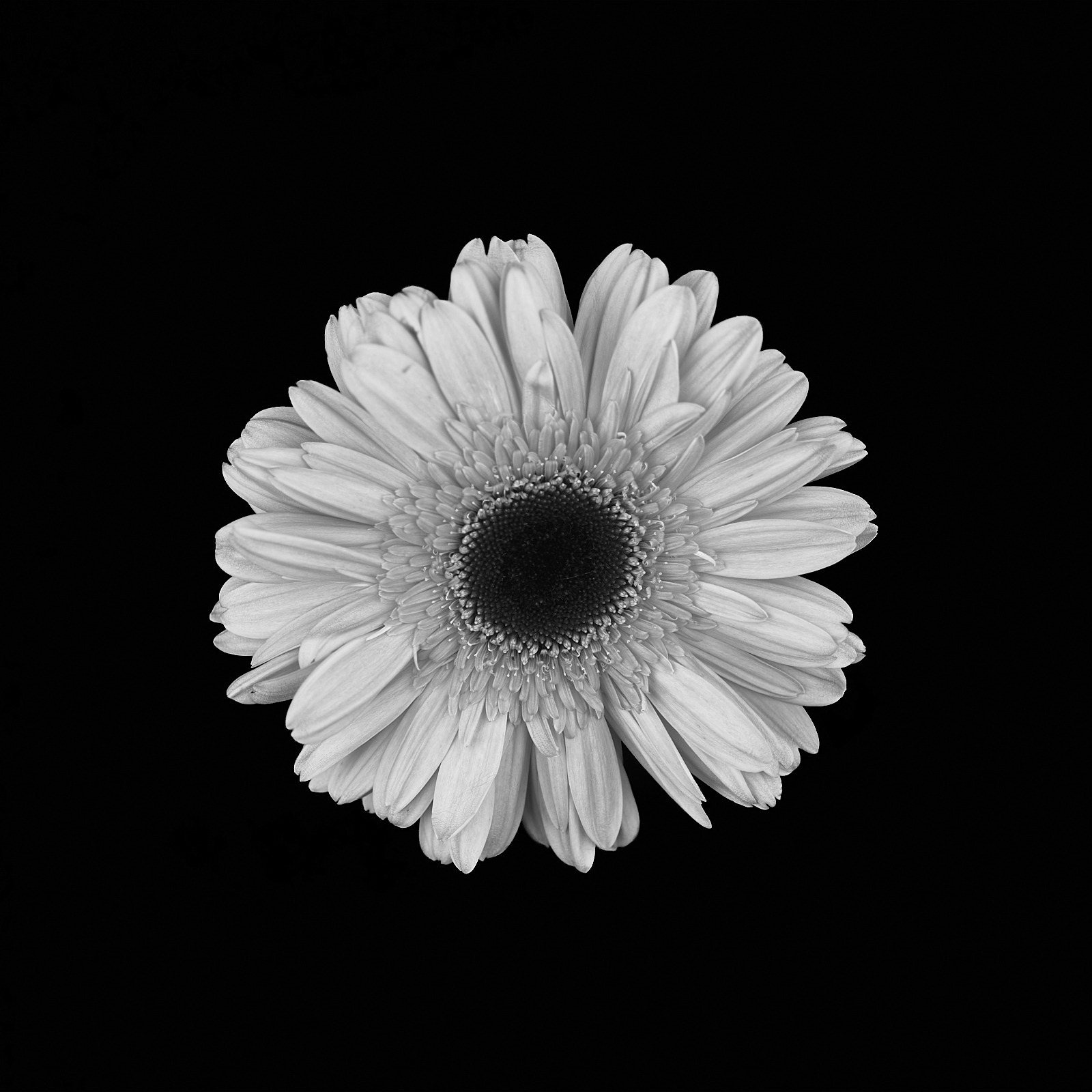 A black and white photo of a flower, seen from directly above it.