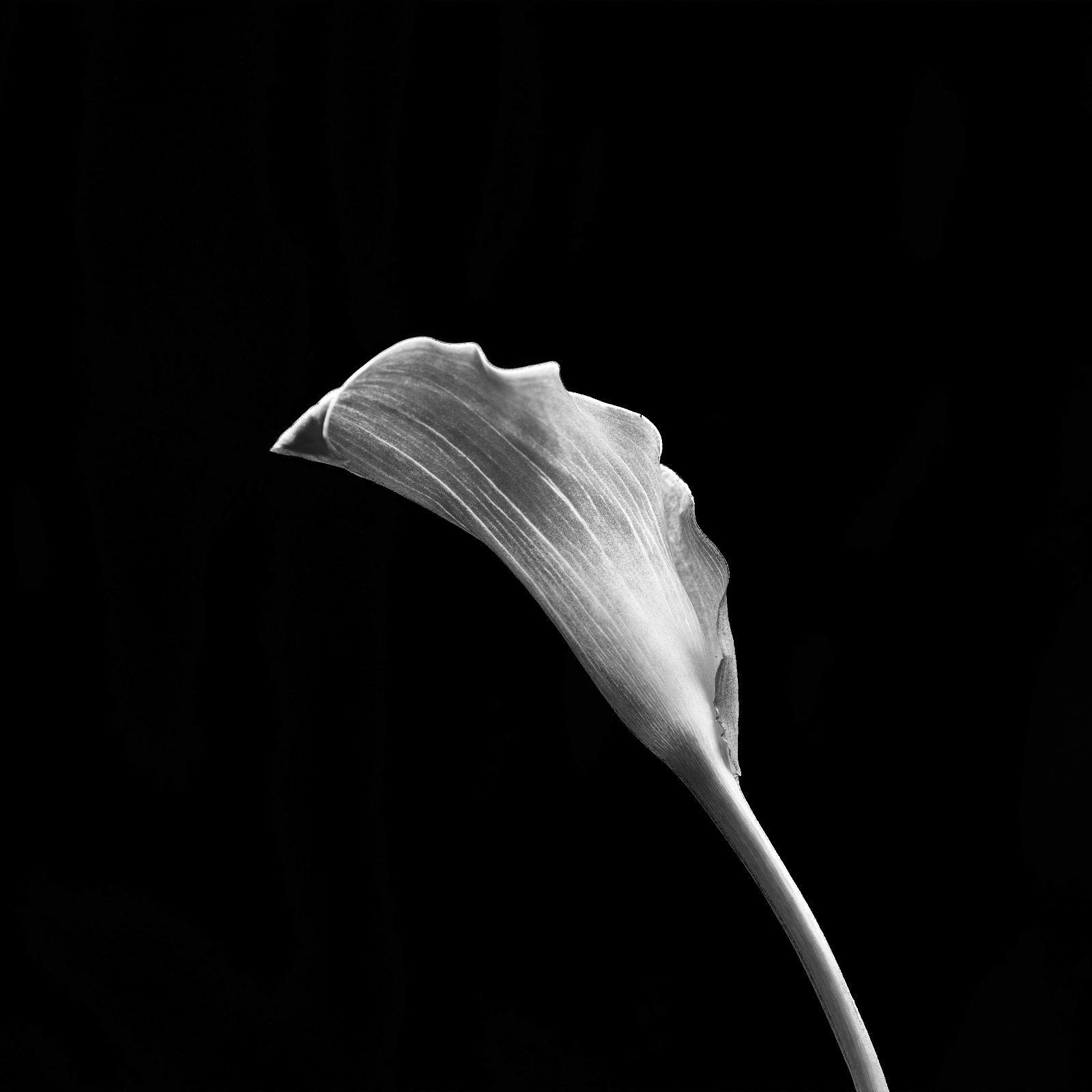 A black and white photo of a calla lily, seen from the side.