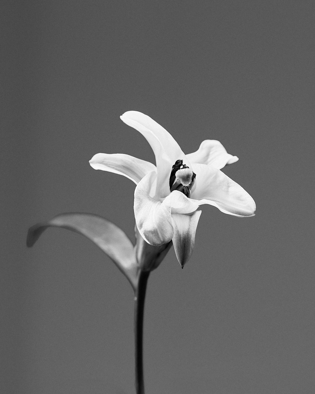 Black and white photo of a lily.