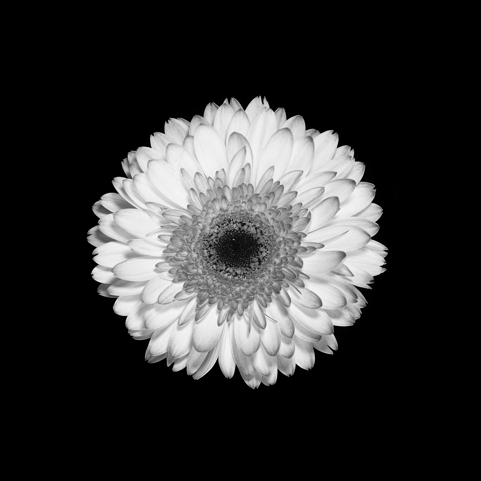 A black and white photograph looking directly down on a daisy.