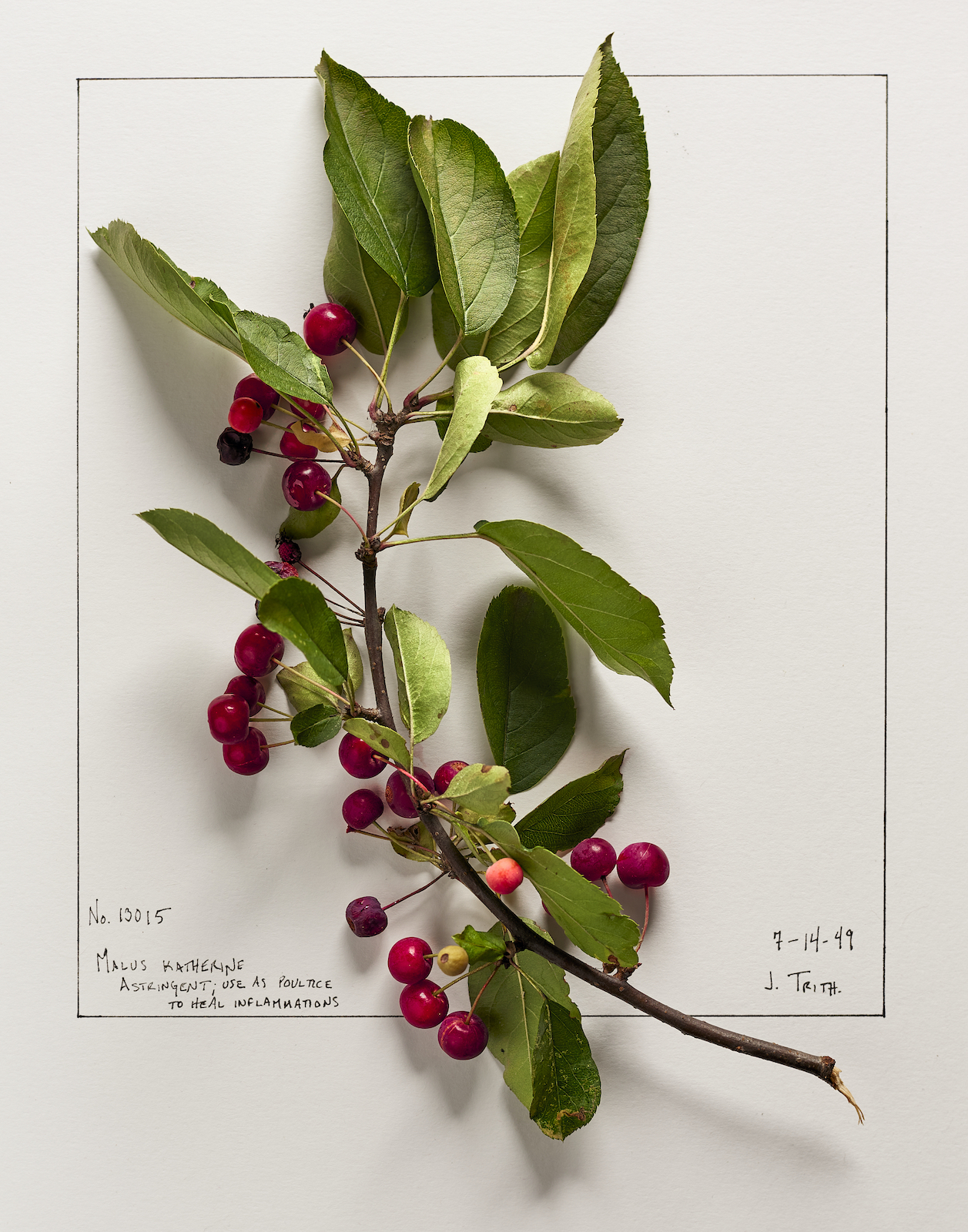 Color photo of a branch of crabapples on a folio.