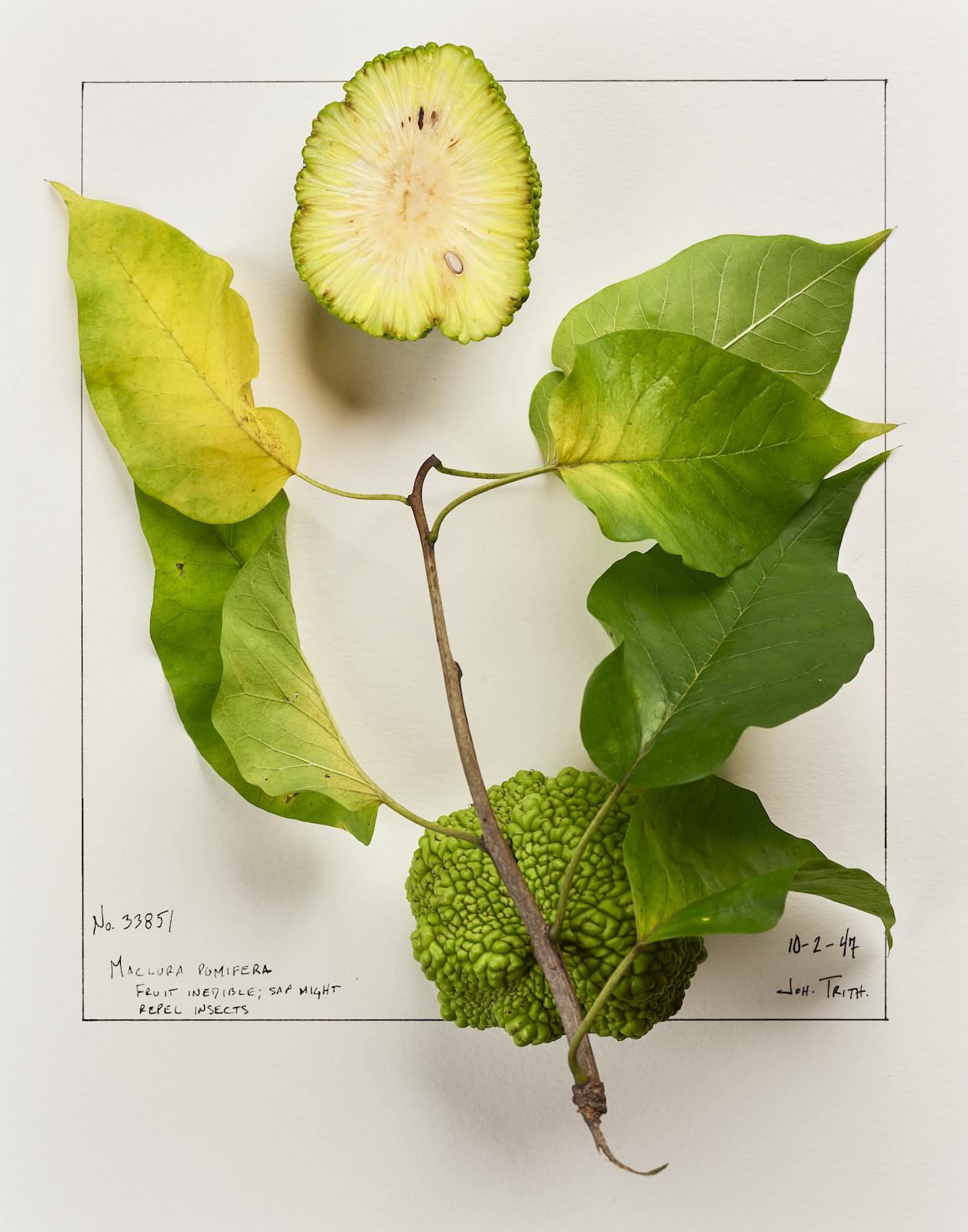 Color photo of a branch with osage orange on a folio.