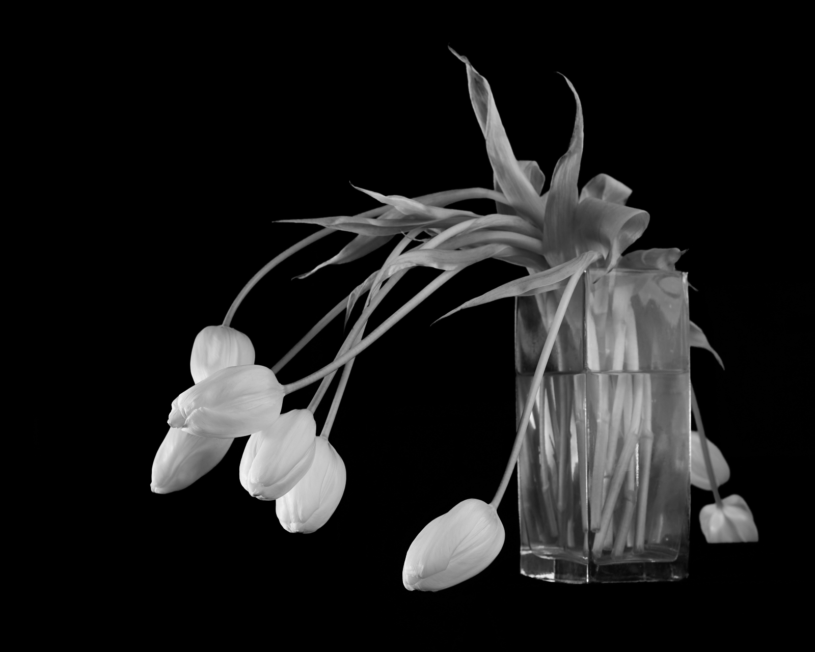 #220325.1: A black and white photograph of tulips in a vase, Study of Flowers 10