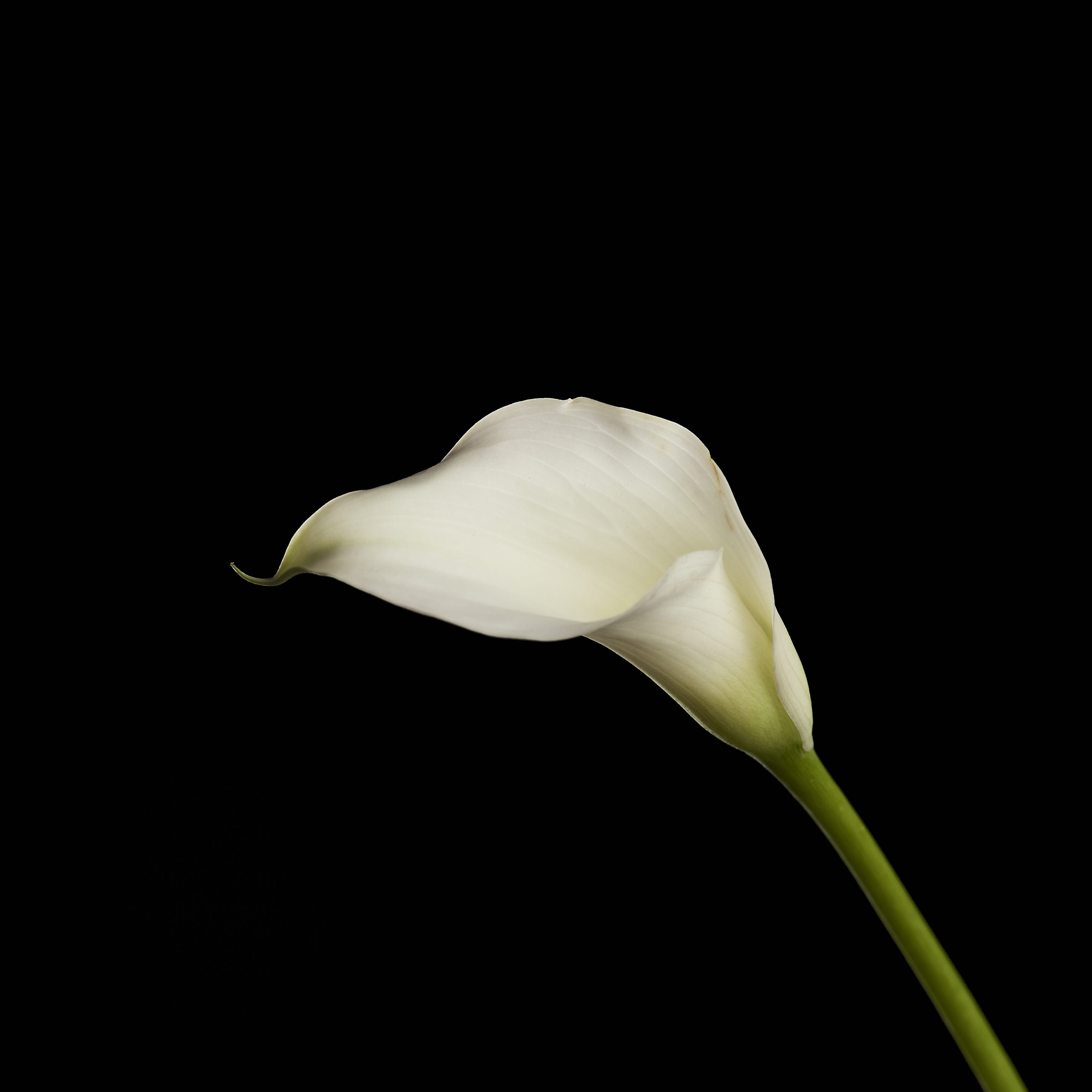 A color photograph of a calla lily, Study of Flowers 9