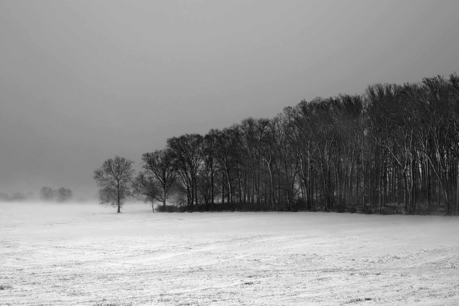 Landscape #220312. A black and white photo of a stand of trees in a snow storm.