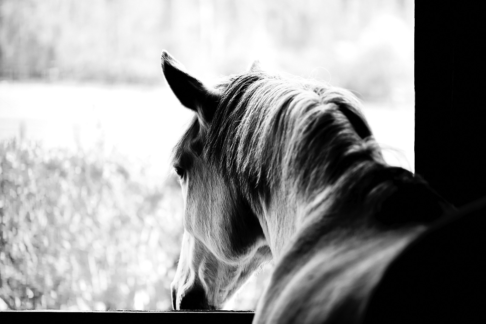 #220424 black and white photograph of a horse looking out the stable door.