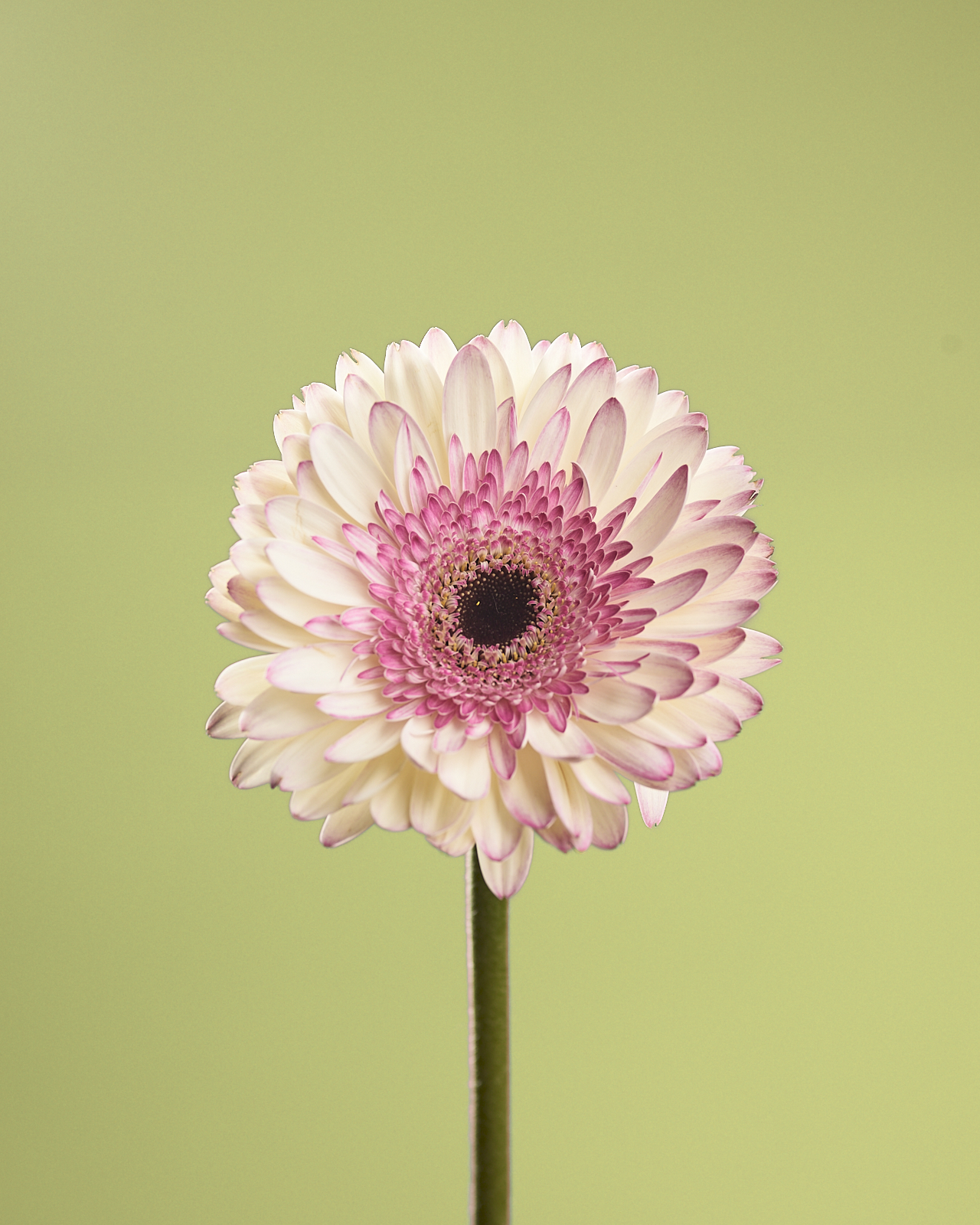 #220220.2: Study of Flowers 12 is a color photograph of a daisy against a light green background.