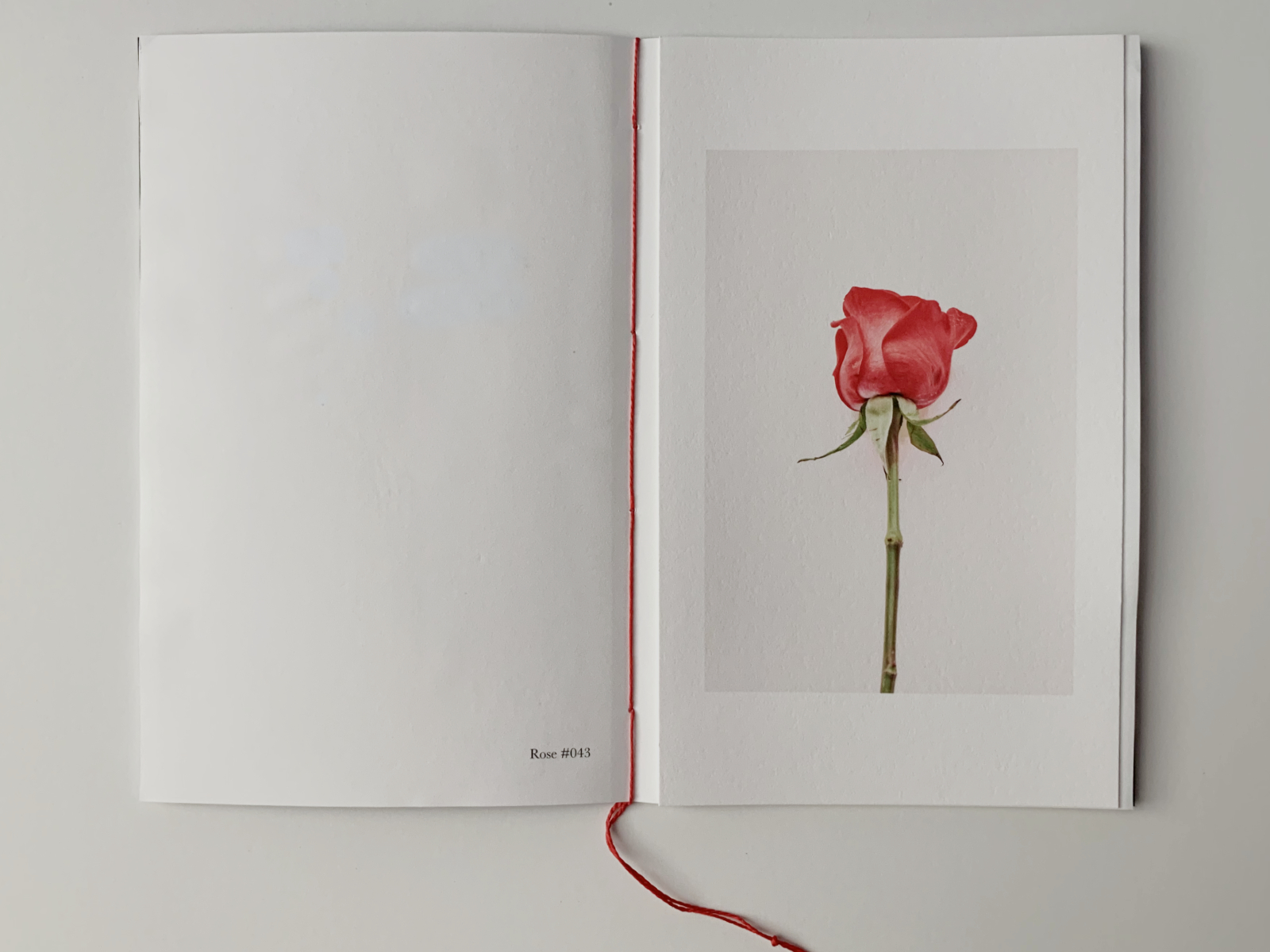 Image of the center pages, with photo of red rose on the right, red binding thread in the middle, and caption on the left.