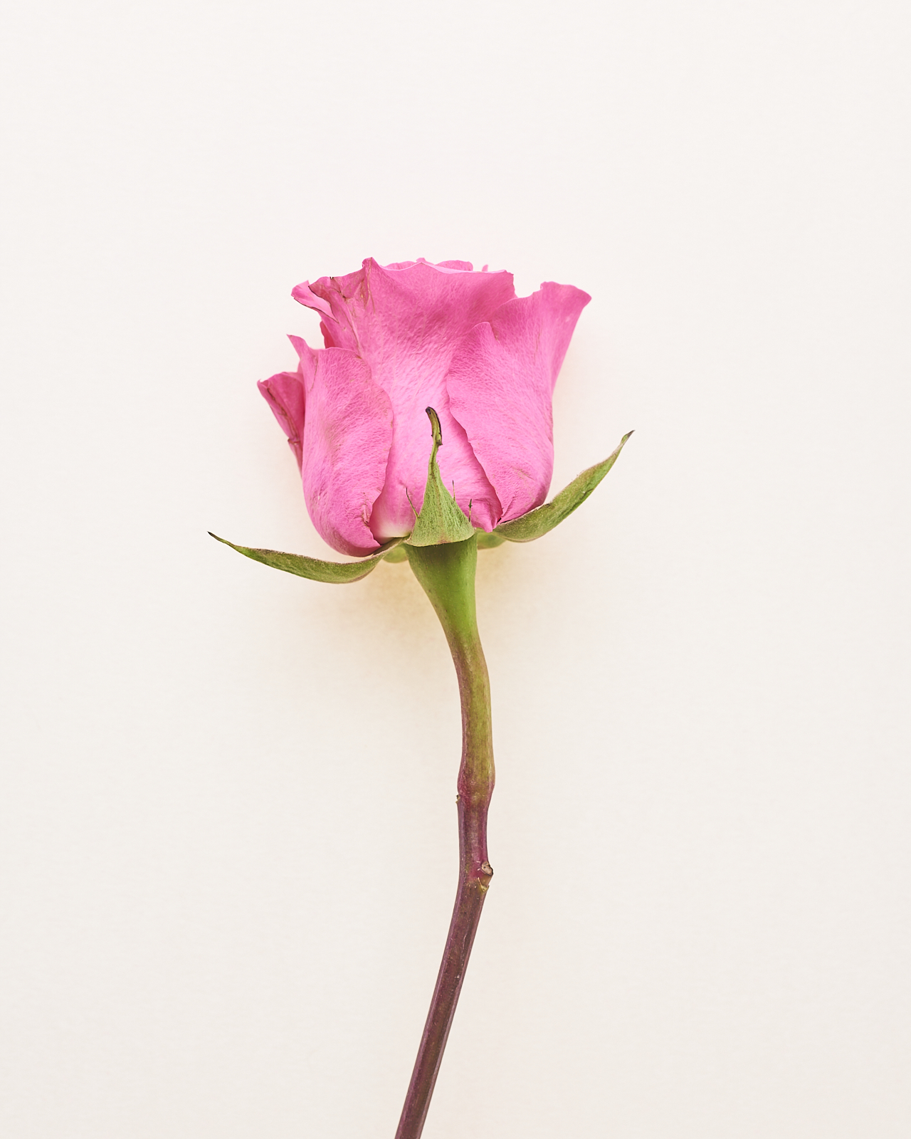 #220903.1: A color photograph of a pink rose.