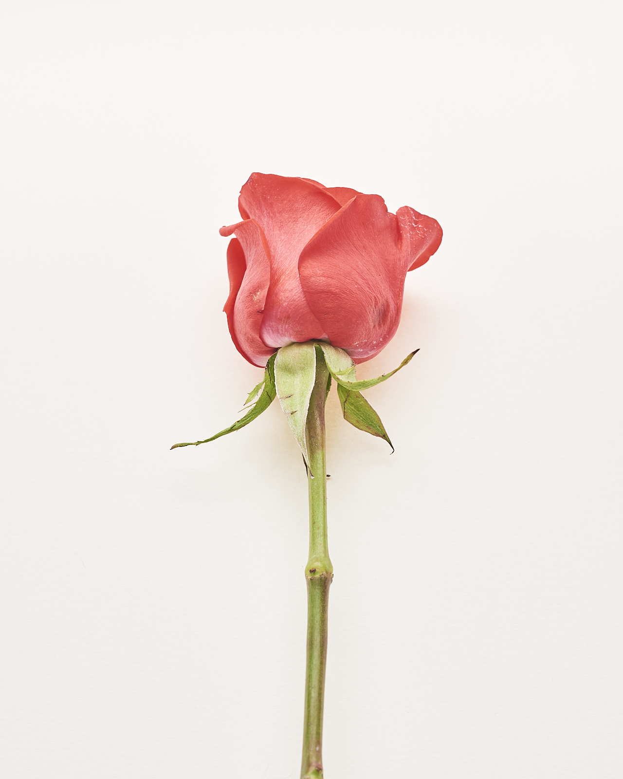 #220903.2: A color photograph of a red rose.