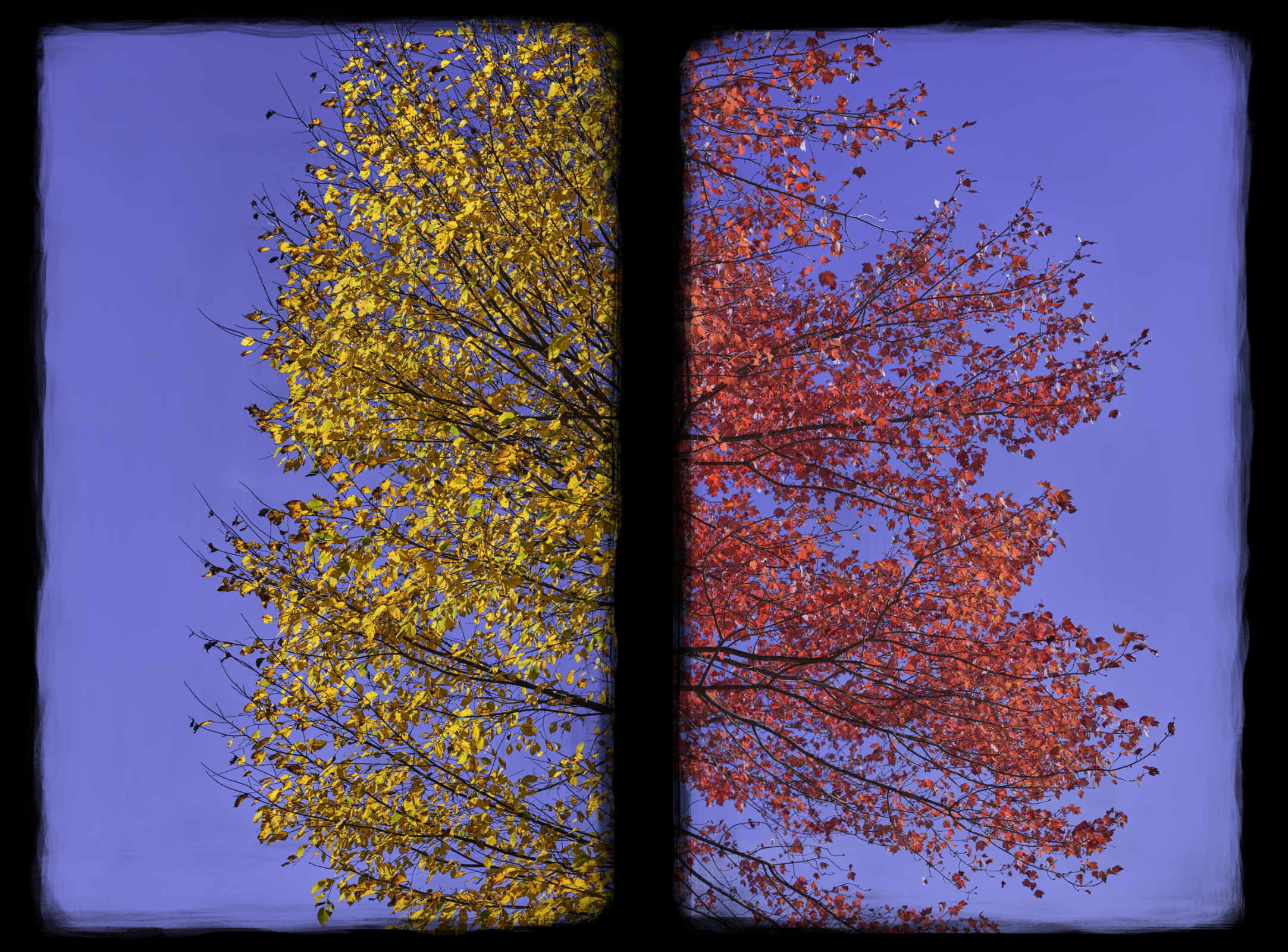 Landscape #221102 is a diptych made up of halves of two trees, one with yellow leaves and one with red.