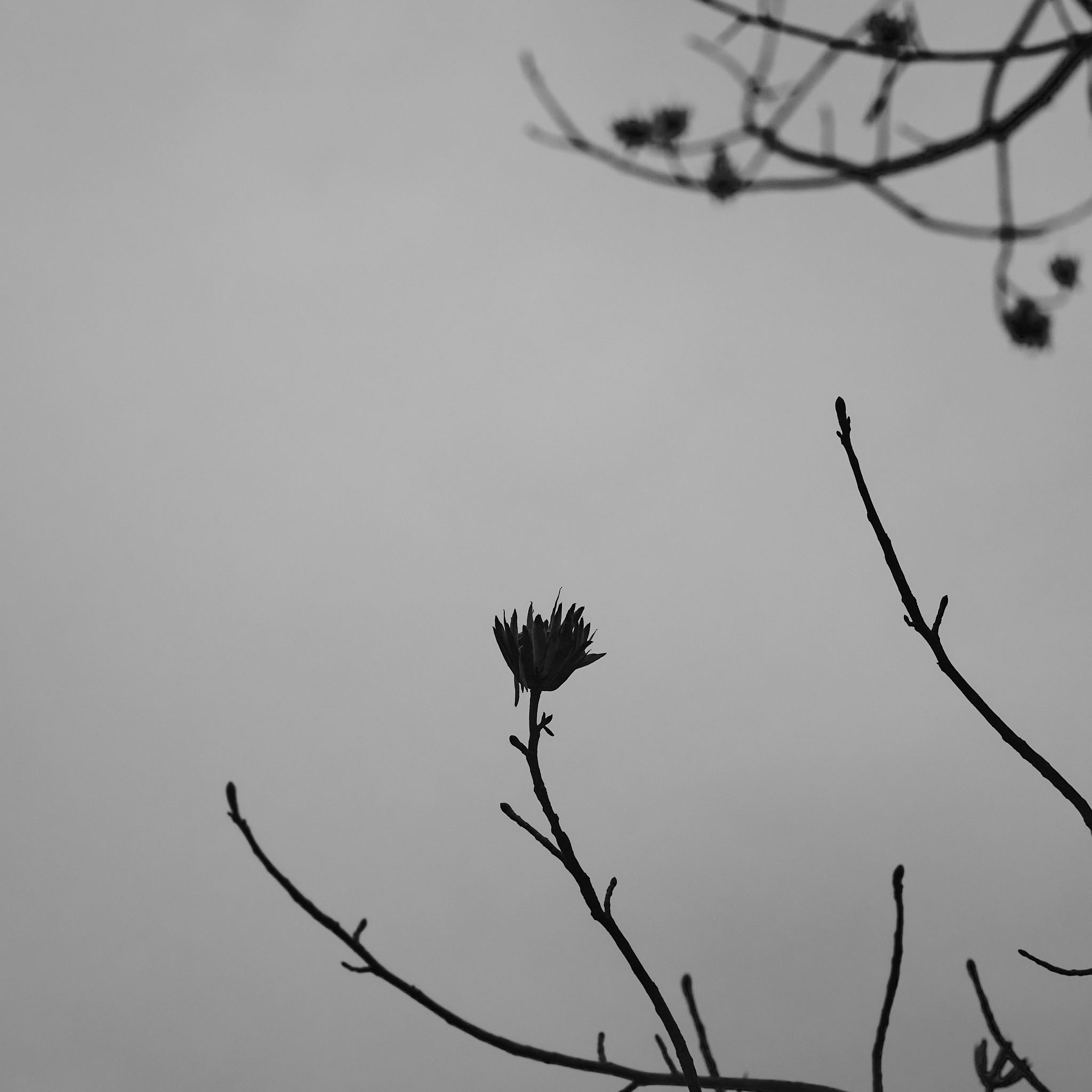 Landscape #230114.0 A black and white silhouette of the end of a tree branch.