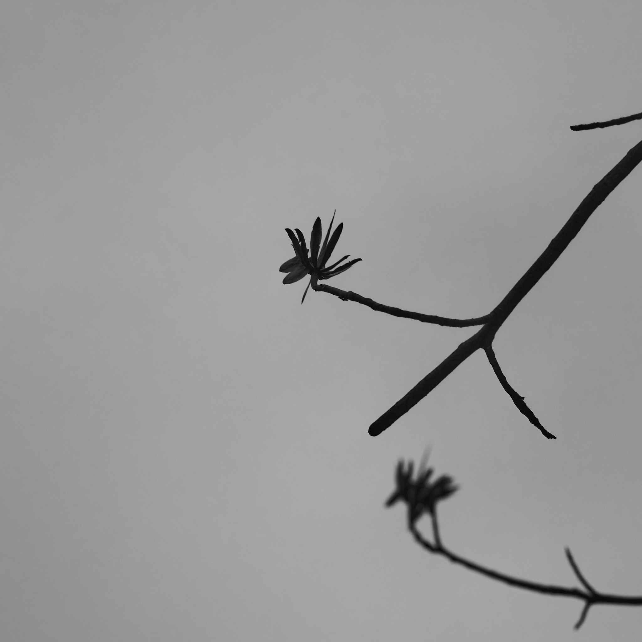 Landscape #230114.1 A black and white silhouette of the end of a tree branch.