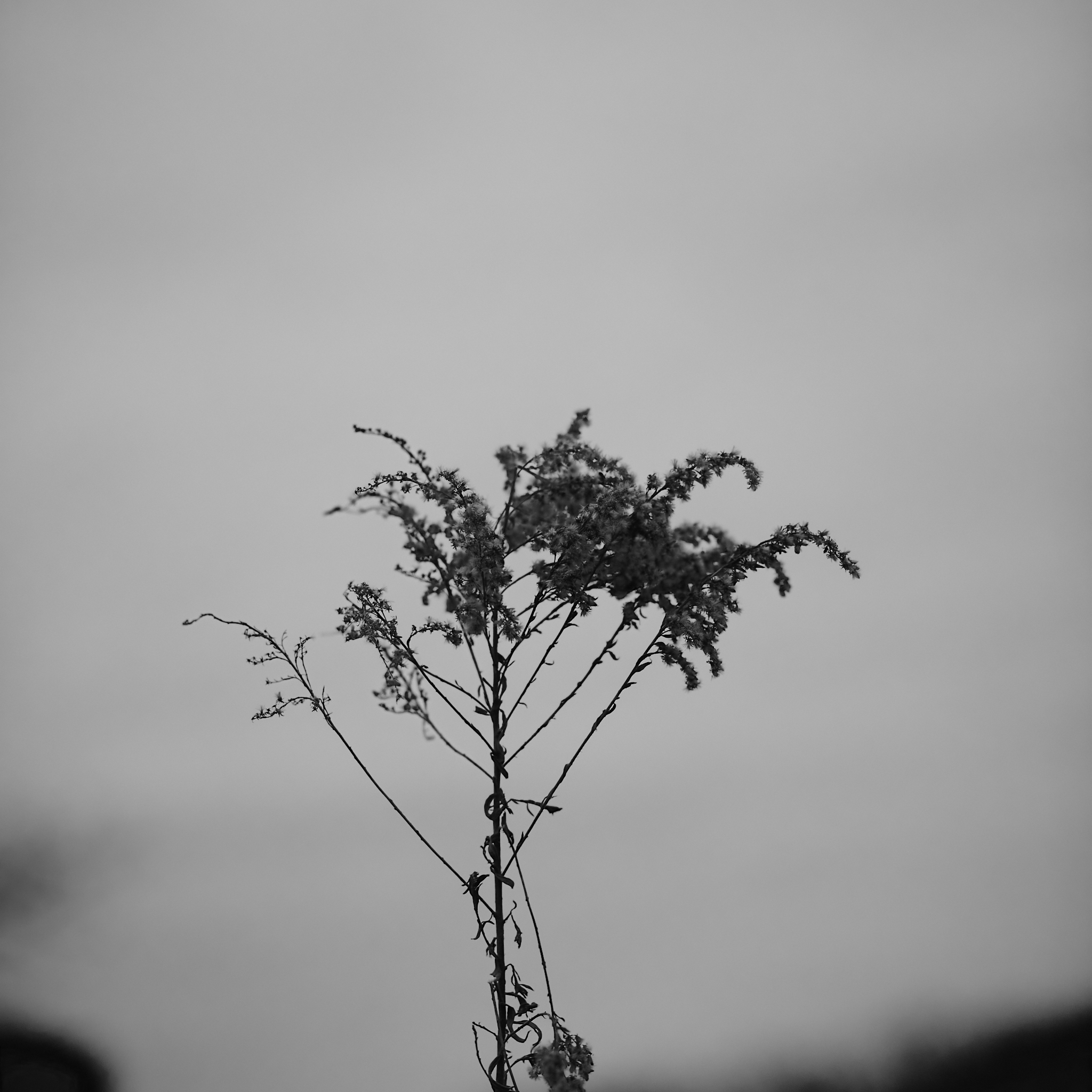 Landscape #230114.2 A black and white silhouette of a dead blossom.