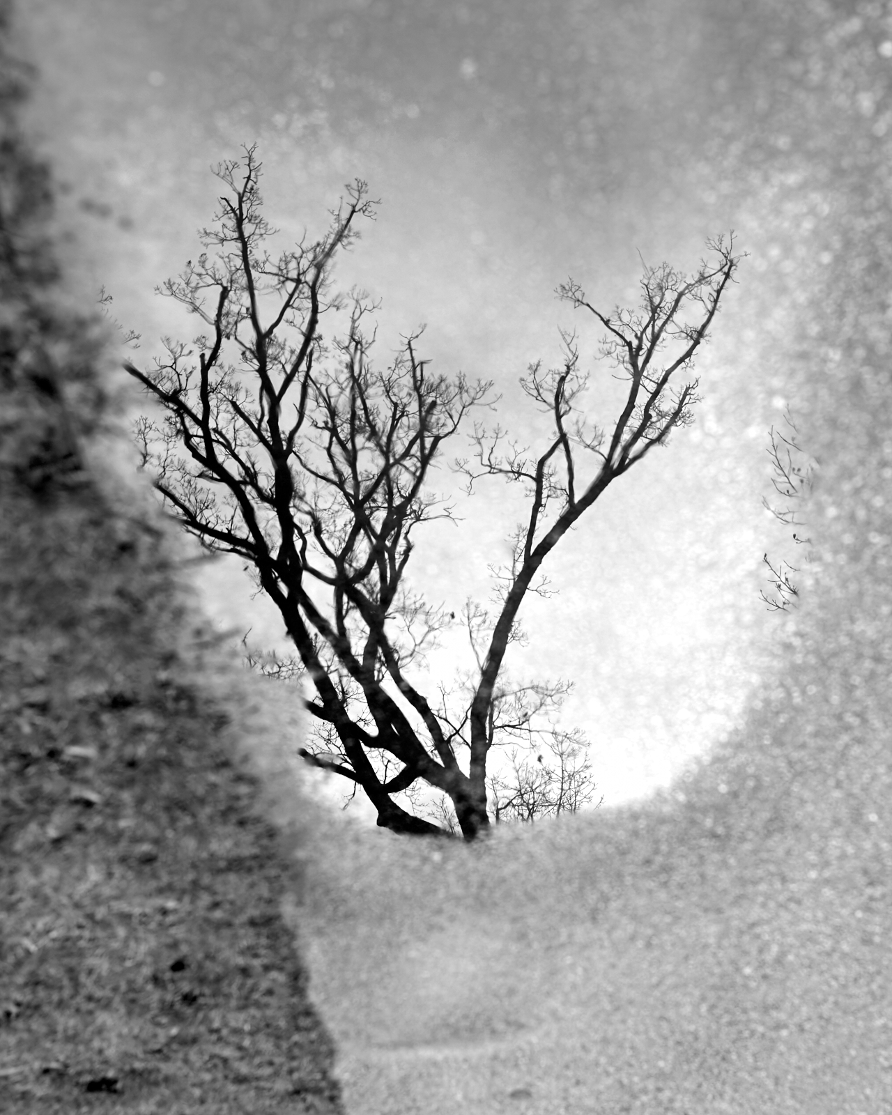 Urban #230324.0 A black and white photo of a tree reflecting in a small puddle.