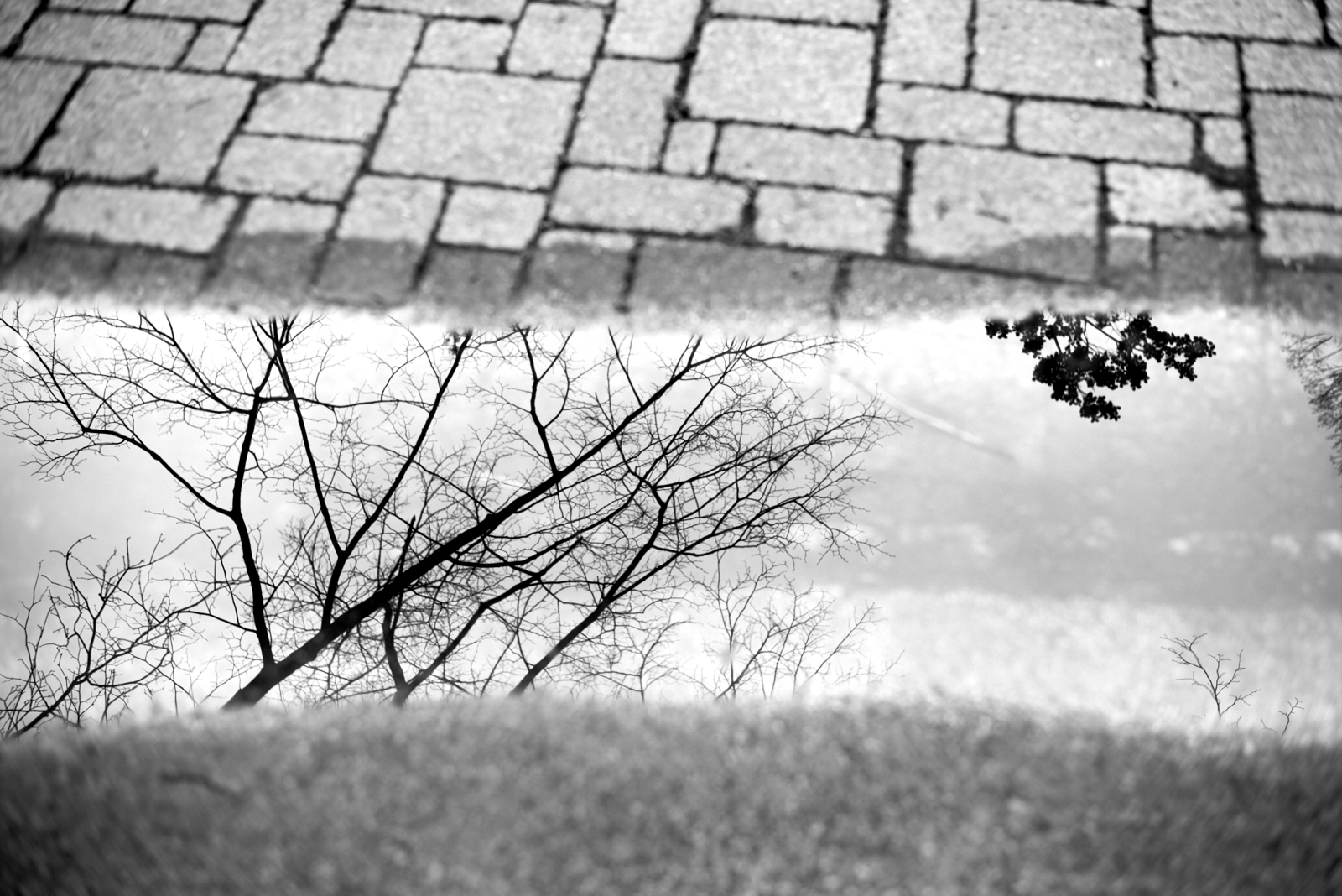 Urban #230324.1 A black and white photo of a tree reflecting in a small puddle.