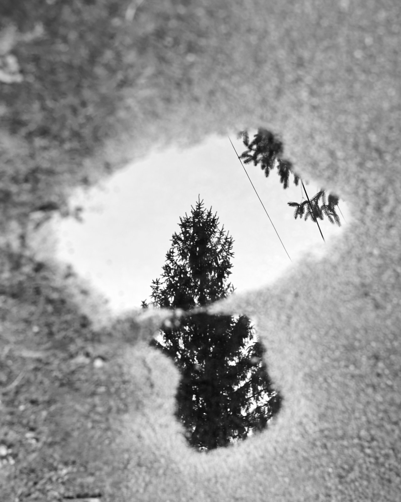 Urban #230324.2 A black and white photo of a tree reflecting in a small puddle.