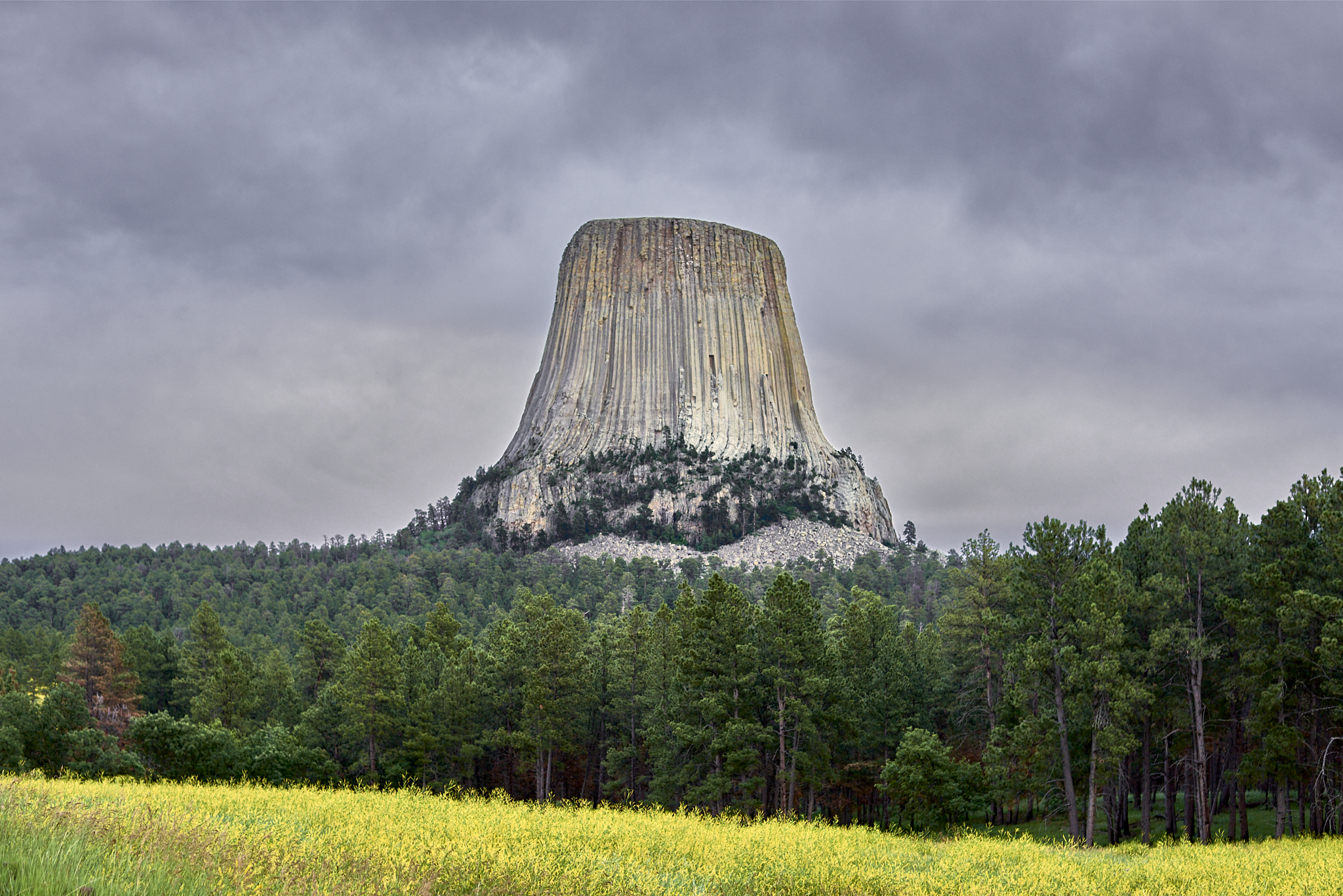 Landscapte #230706. A color photograph of Devil’s Tower, a field of yellow flowers and forest of trees in front of it.