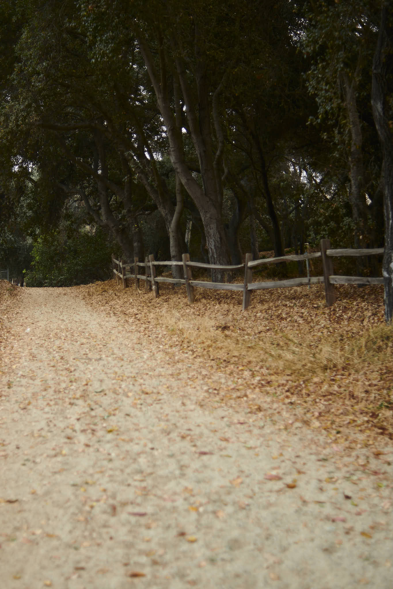 A color photograph of a pathway under a canopy of oaks. A split rail fence parallels the pathway.