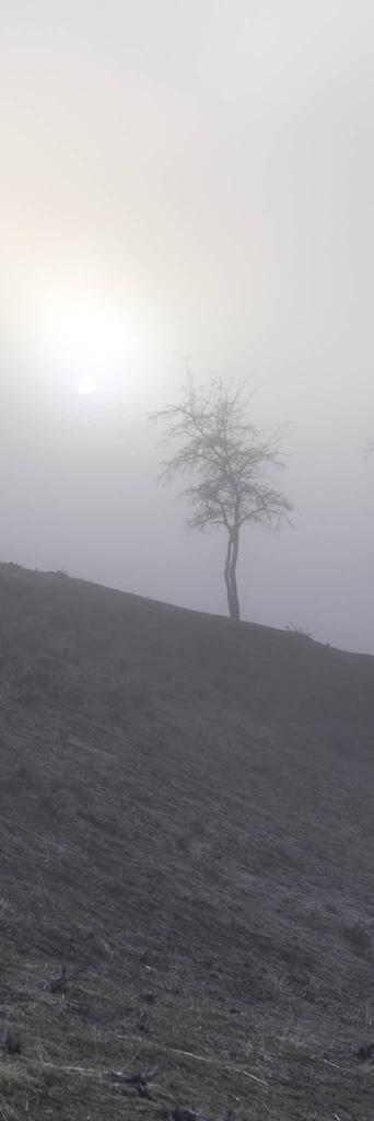 Landscape #241230 is a narrow photo of a tree in heavy fog, the sun a small bright spot to the left of the tree. The hillside cuts across the frame at an angle.